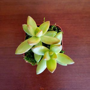 Sedum Firestorm succulent, live plant 2"